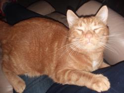 Lost Male Cat last seen Crestwind, Germantown, TN 38138
