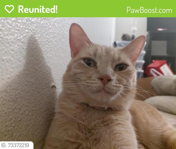 Reunited Male Cat last seen Near Linda Vista Rd, San Diego, CA 92111, USA, San Diego, CA 92111