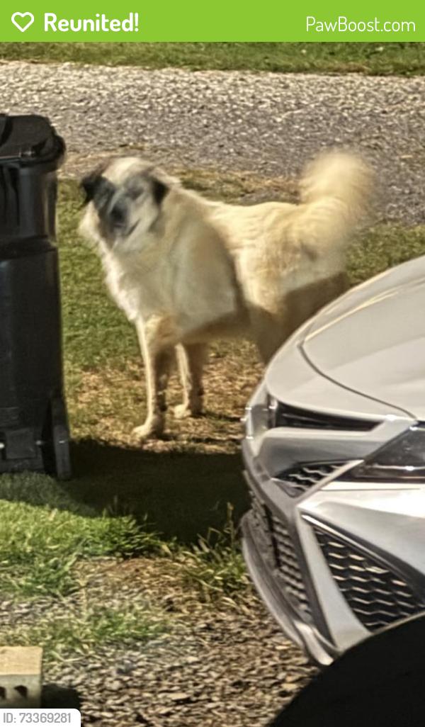 Reunited Unknown Dog last seen Reeves Island Rd, Gold Hill, NC 28071