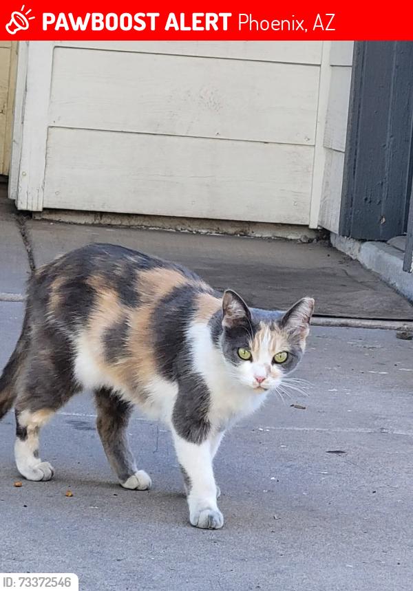 Lost Female Cat last seen 71st ave/ indian school rd, Phoenix, AZ 85033