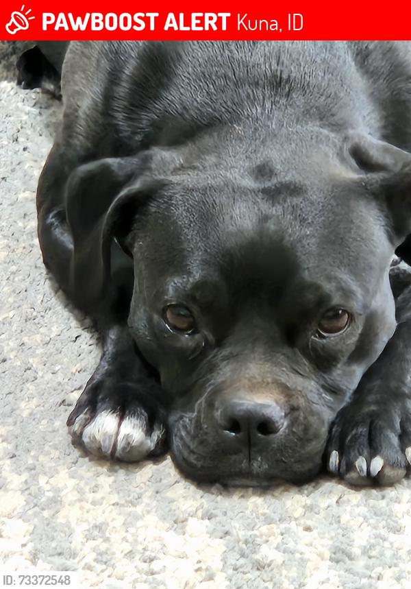 Lost Female Dog last seen Not sure, Kuna, ID 83634