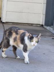 Lost Female Cat last seen 71st ave/ indian school rd, Phoenix, AZ 85033