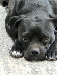 Lost Female Dog last seen Not sure, Kuna, ID 83634