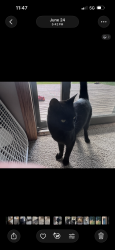 Lost Female Cat last seen Carribean td, DuBois, PA 15801