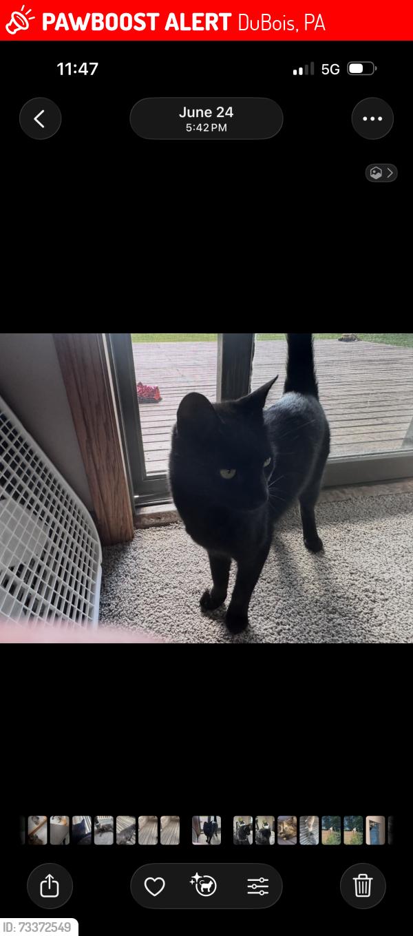 Lost Female Cat last seen Carribean td, DuBois, PA 15801