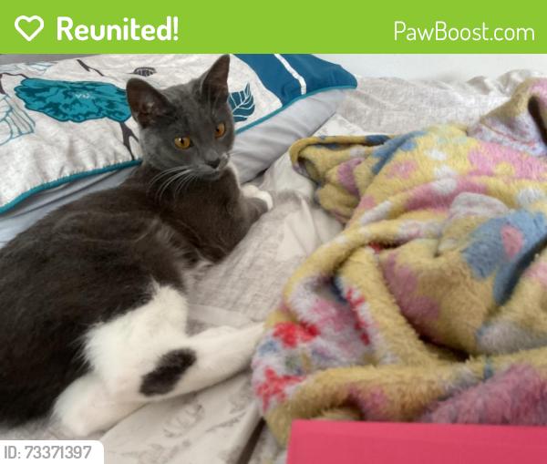 Reunited Female Cat last seen Near N Federal Hwy Pompano Beach, FL 33062 United States, Pompano Beach, FL 33062