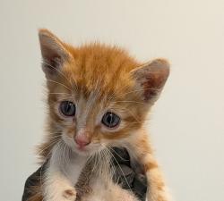 Shelter Stray Male Cat last seen Valentino Street, San Diego, CA, 92154, 5500 Gaines St, San Diego, CA 92110, USA
