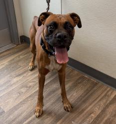 Shelter Stray Male Dog last seen Market Street, San Diego, CA, 92101, 5500 Gaines St, San Diego, CA 92110, USA