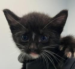 Shelter Stray Male Cat last seen Near S 36th Street, San Diego, CA, 92113, 5500 Gaines St, San Diego, CA 92110, USA