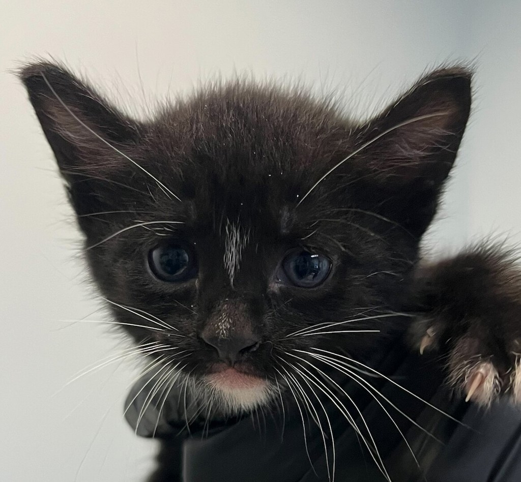 Shelter Stray Male Cat last seen Near S 36th Street, San Diego, CA, 92113, 5500 Gaines St, San Diego, CA 92110, USA