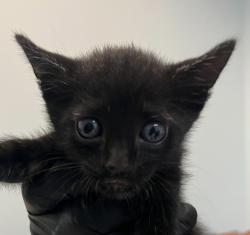 Shelter Stray Male Cat last seen Near S 36th Street, San Diego, CA, 92113, 5500 Gaines St, San Diego, CA 92110, USA