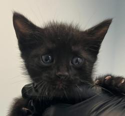 Shelter Stray Male Cat last seen Near S 36th Street, San Diego, CA, 92113, 5500 Gaines St, San Diego, CA 92110, USA