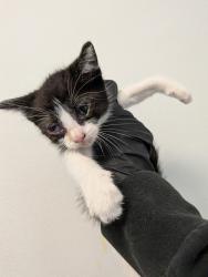 Shelter Stray Male Cat last seen Near National Avenue, San Diego, CA, 92113, 5500 Gaines St, San Diego, CA 92110, USA