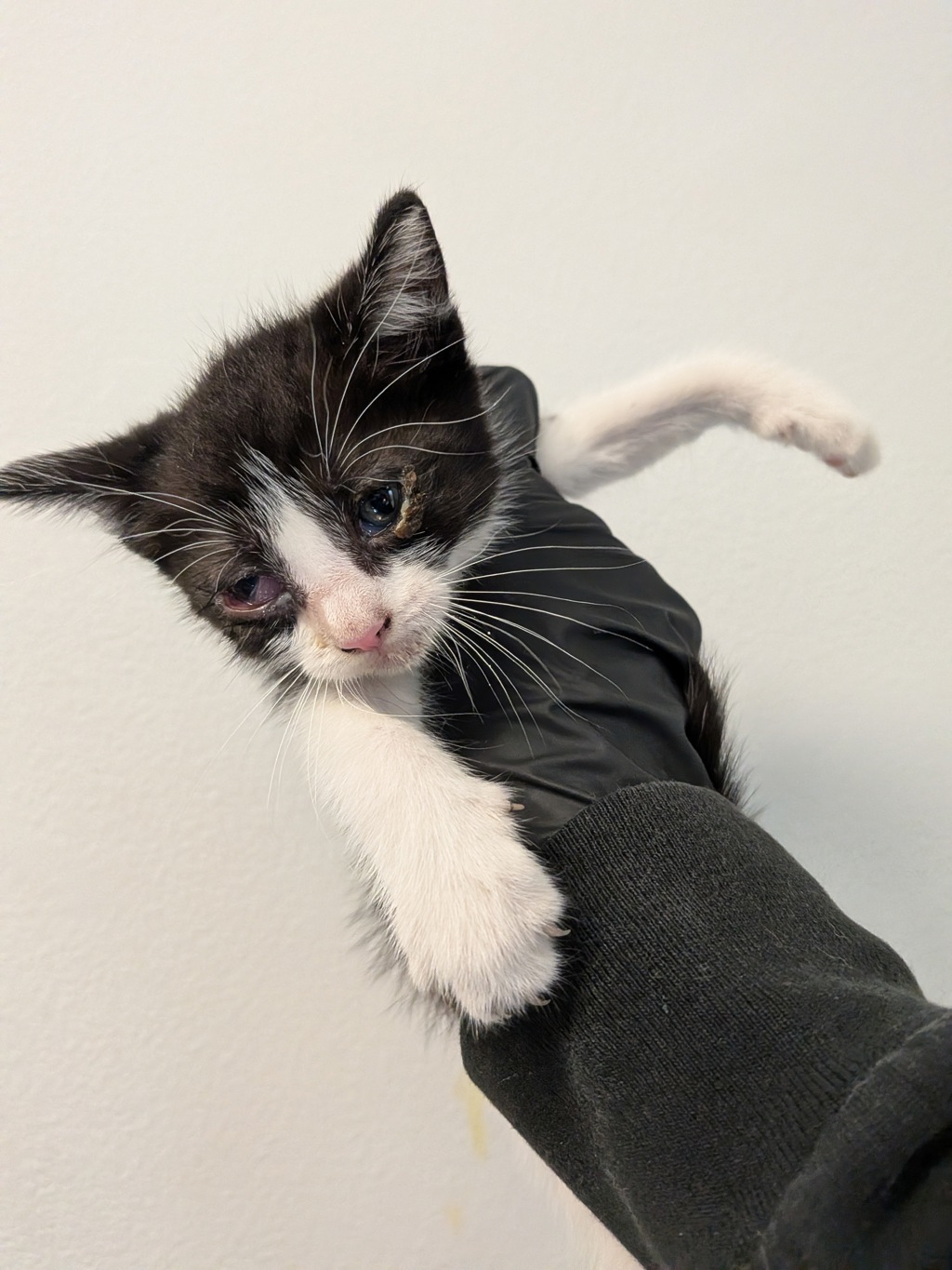 Shelter Stray Male Cat last seen Near National Avenue, San Diego, CA, 92113, 5500 Gaines St, San Diego, CA 92110, USA