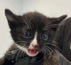 Shelter Stray Female Cat last seen Near S 36th Street, San Diego, CA, 92113, 5500 Gaines St, San Diego, CA 92110, USA