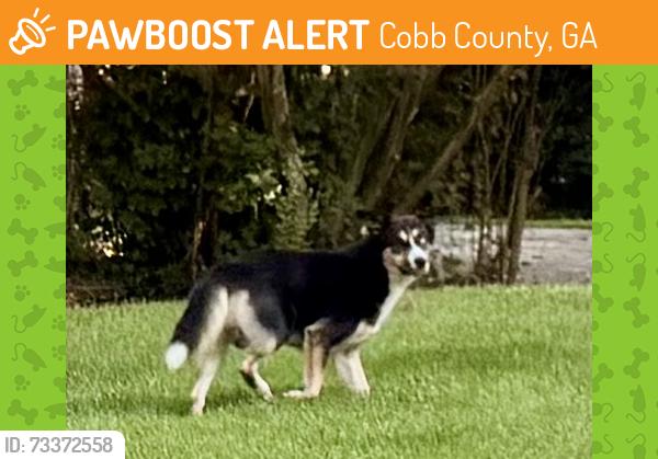 Found/Stray Unknown Dog last seen Hurt Rd between Austell Rd & Powder Springs Rd, Cobb County, GA 30008