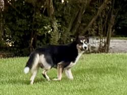 Found/Stray Unknown Dog last seen Hurt Rd between Austell Rd & Powder Springs Rd, Cobb County, GA 30008