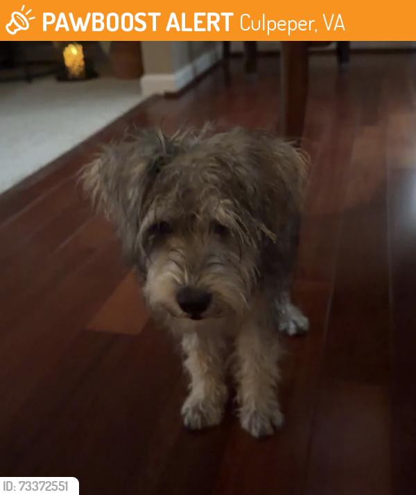 Found/Stray Unknown Dog last seen Camp Road, Culpeper, VA 22701