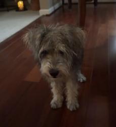 Found/Stray Unknown Dog last seen Camp Road, Culpeper, VA 22701