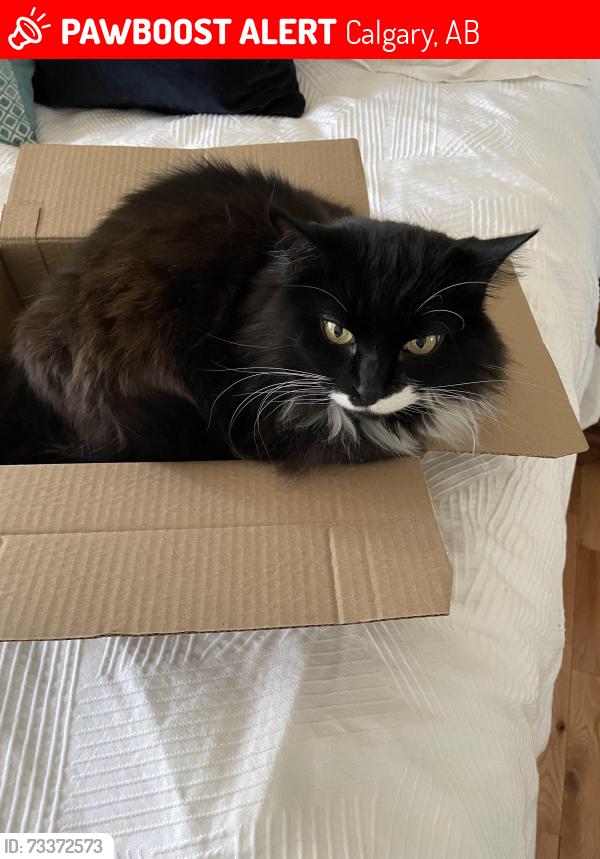 Lost Female Cat last seen Old Banff coach Tf., Calgary, AB 