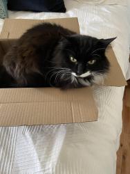 Lost Female Cat last seen Old Banff coach Tf., Calgary, AB 