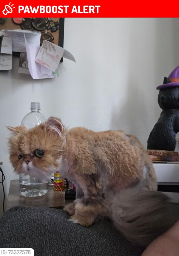 Lost Female Cat last seen Near Janet lane, Fort Walton Beach, FL 32547