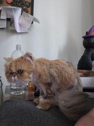 Lost Female Cat last seen Near Janet lane, Fort Walton Beach, FL 32547