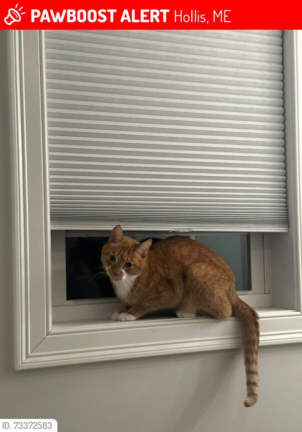 Lost Male Cat last seen Bean St. Hollis Center Maine, Hollis, ME 04042