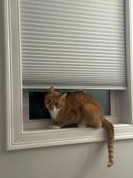 Lost Male Cat last seen Bean St. Hollis Center Maine, Hollis, ME 04042