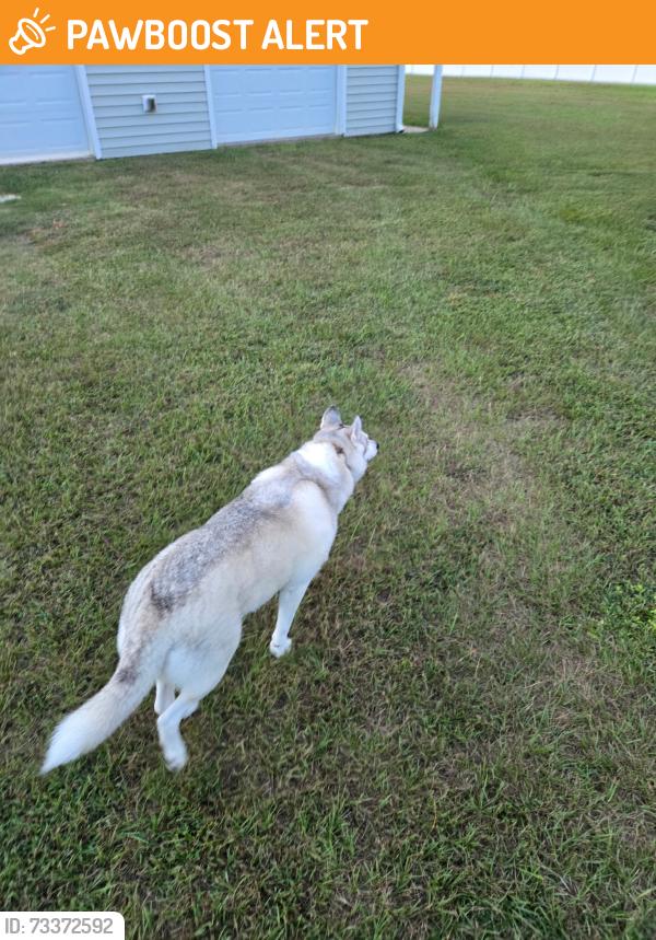 Found/Stray Unknown Dog last seen Cranberry ct & Matthews Rd, Johnston County, NC 27520