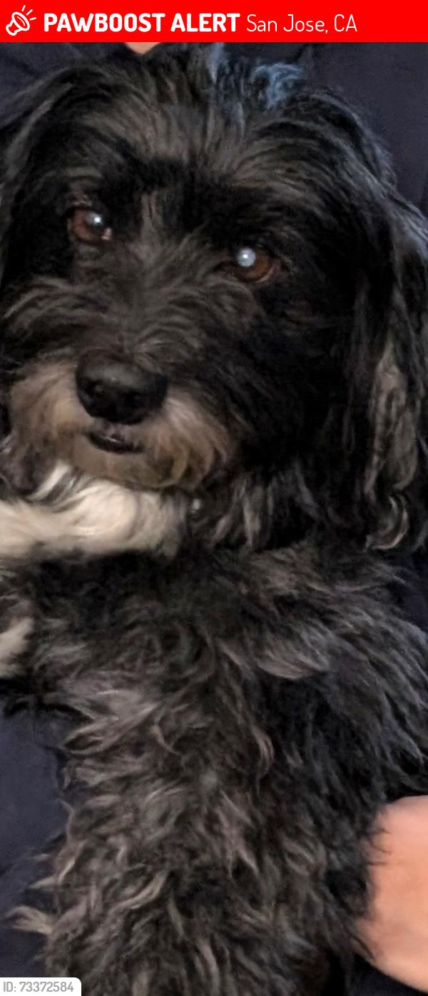 Lost Male Dog last seen Van Sansul ave and Winchester, San Jose, CA 95128