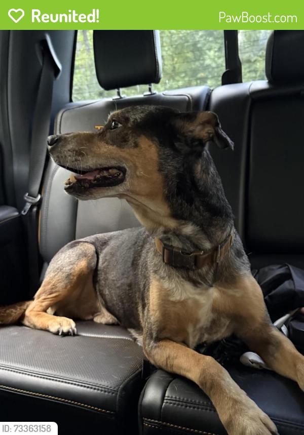 Reunited Male Dog last seen Turnpike Rd between Brickyard and Holly Springs, Etowah, NC 28742