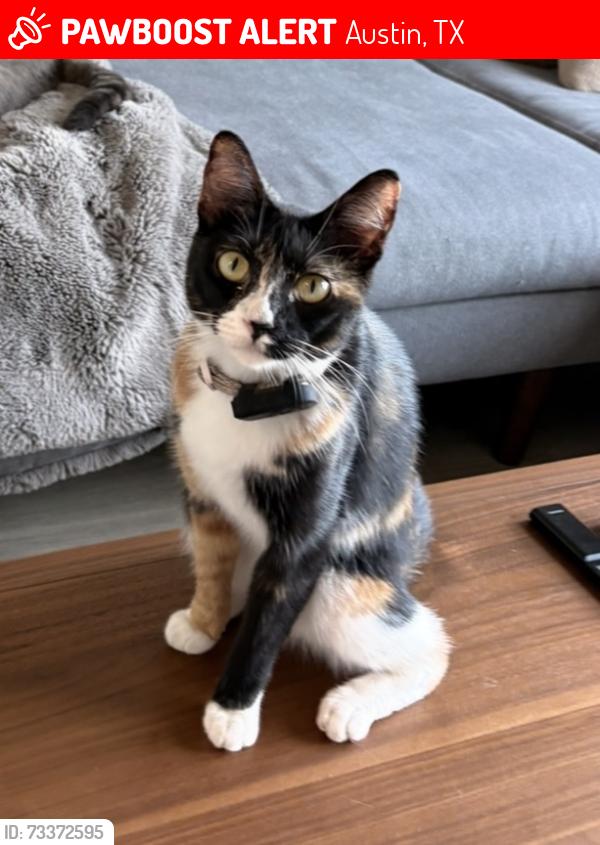 Lost Female Cat last seen Near chalgrin pl 78744, Austin, TX 78744