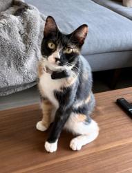Lost Female Cat last seen Near chalgrin pl 78744, Austin, TX 78744
