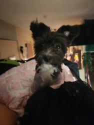 Lost Female Dog last seen Alum rock and capitol near jack in the box and pala ave, San Jose, CA 95127