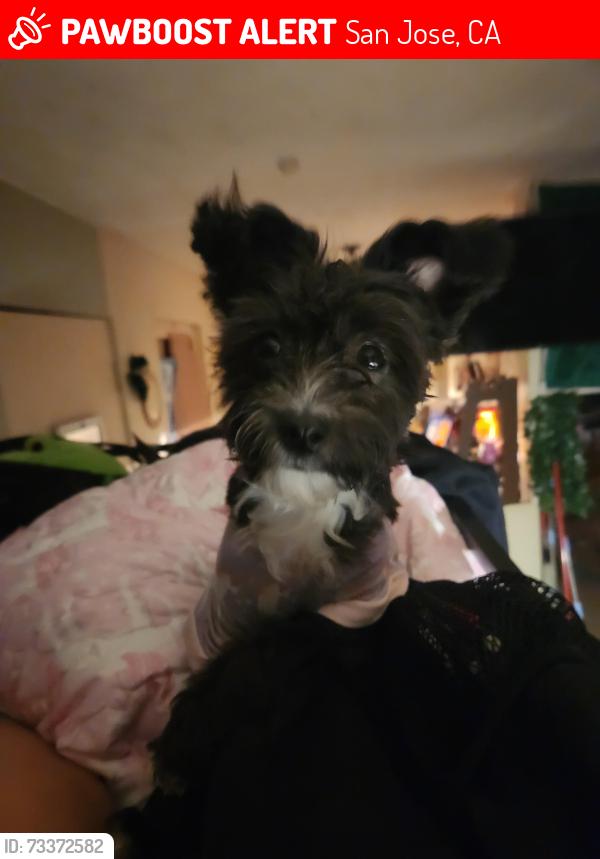 Lost Female Dog last seen Alum rock and capitol near jack in the box and pala ave, San Jose, CA 95127