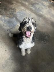 Reunited Male Dog last seen S Columbia Ave between Dale Ave and Bryden Rd in Bexley Ohio, Bexley, OH 43209