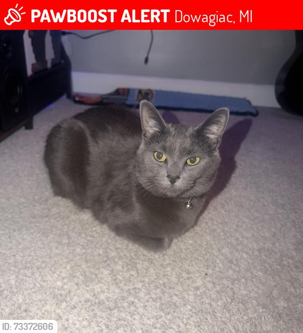 Lost Male Cat last seen Cornfields, Highway, Spaced out homes, Dowagiac, MI 49047