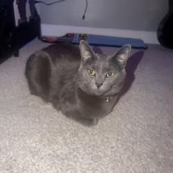 Lost Male Cat last seen Cornfields, Highway, Spaced out homes, Dowagiac, MI 49047