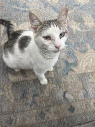 Lost Female Cat last seen Hwy 99 Stockton CA, Stockton, CA 95205