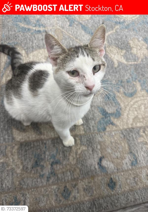 Lost Female Cat last seen Hwy 99 Stockton CA, Stockton, CA 95205