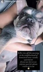 Reunited Female Dog last seen hmstd near vesada apmts, Jurupa Valley, CA 92509