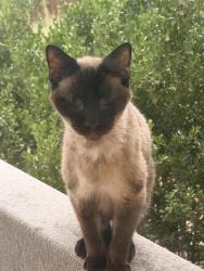Found/Stray Unknown Cat last seen Evans road near wapo taco, San Antonio, TX 78261