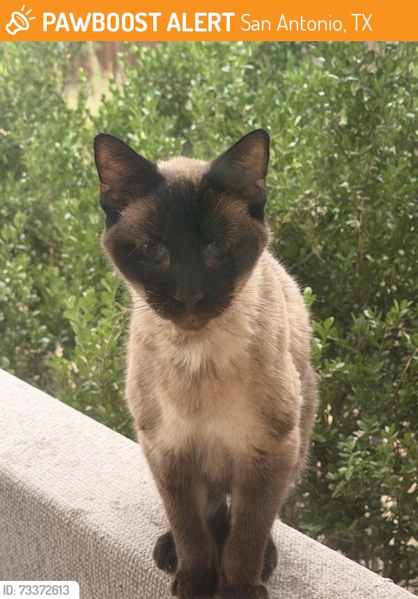 Found/Stray Unknown Cat last seen Evans road near wapo taco, San Antonio, TX 78261