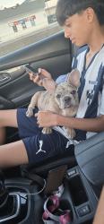 Lost Male Dog last seen Near sussex Dr Everman tx 76140, Everman, TX 76140