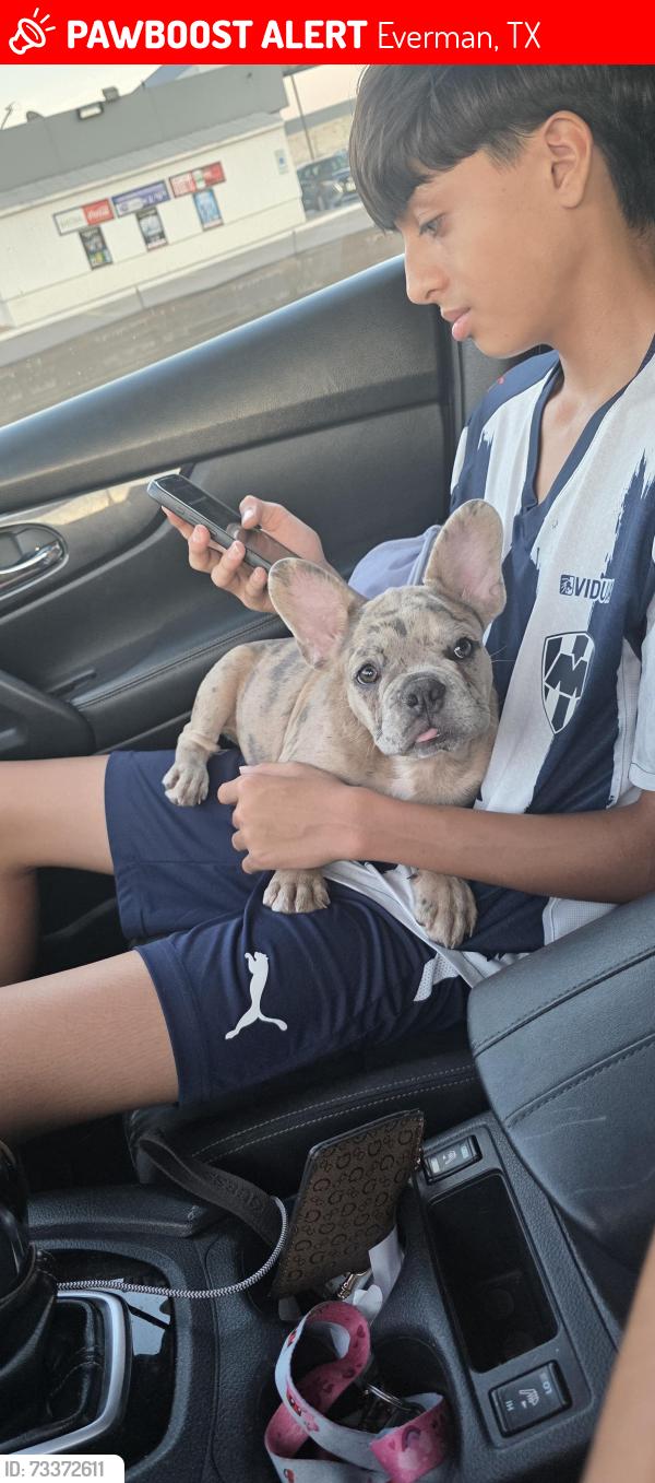 Lost Male Dog last seen Near sussex Dr Everman tx 76140, Everman, TX 76140