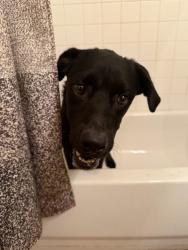 Found/Stray Female Dog last seen Alhambra, San Antonio, TX 78201