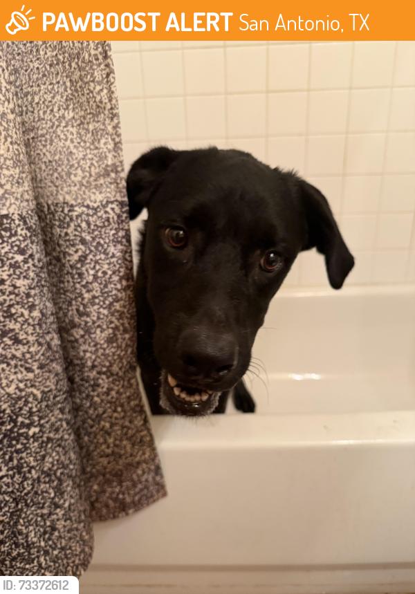Found/Stray Female Dog last seen Alhambra, San Antonio, TX 78201