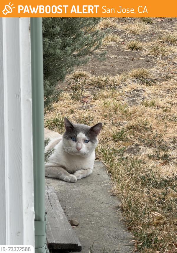 Found/Stray Unknown Cat last seen Lantz and Union, San Jose, CA 95124