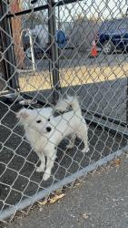 Found/Stray Female Dog last seen Marina blvd/ Aurora Dr, San Leandro, CA 94577